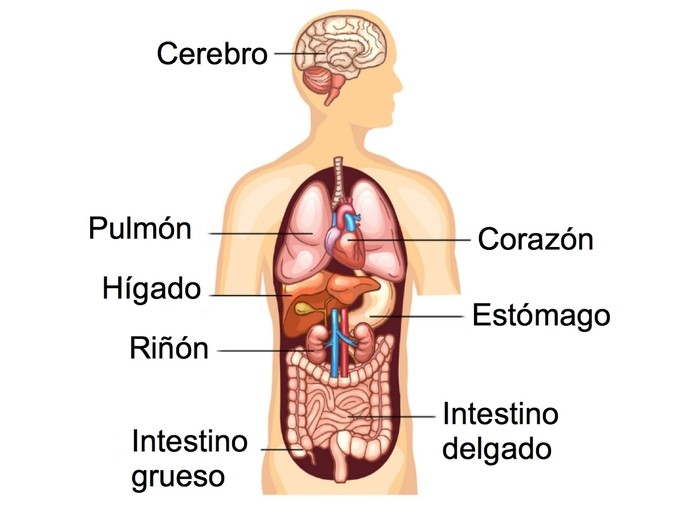 MORFOFISIOLOGÍA I - P5710-TEÓRICO-E0150-09-N01