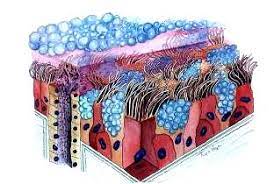 CITOLOGÍA E HISTOLOGÍA - P5581-PRACTICO-E0017-09-N01