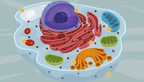 CITOLOGÍA E HISTOLOGÍA - P5582-PRACTICO-E0017-09-N01